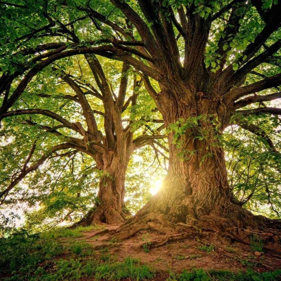 New-tree-pexels-jplenio-1632790-scaled 1 1 1 - IMD Business School